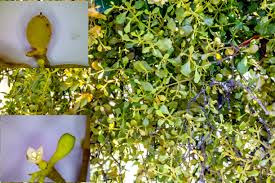 Image result for Allocassine laurifolia