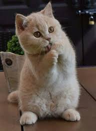 ну ну ну ну ну ну ну ну ну ну Vot Tak Ya Vas Lyublyu I Vy Budte Vzaimny Nu Pozhalujsta Ne Obizhajte Nas Baby Cats Cute Cats Cats And Kittens