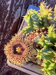 Image result for Huernia levyi