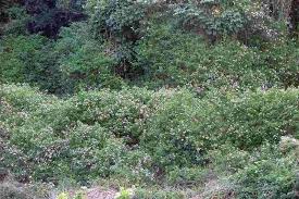 Image result for Lantana tiliifolia