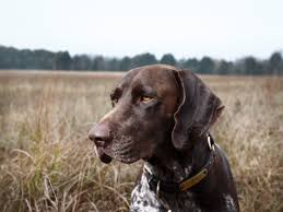 How common is cancer in dogs, and what are some of the common cancers found in dogs? Understanding Bacterial Infection Actinomycosis In Dogs