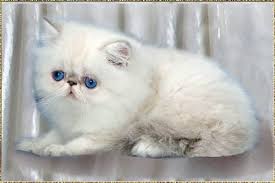 With an approximate weight of eight to 15 pounds, this cat breed originated from the crossing of the persian cat with the siamese cat. Silverdance Persians Breedstandard Of Persians Himalayan Colorpoint
