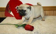 11 Pug Ideas Pug Puppies Pugs Cute Pugs