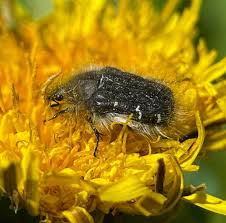 Image result for Tropinota hirta