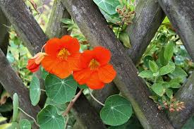 Nasturtium Companion Plants Growing Guides