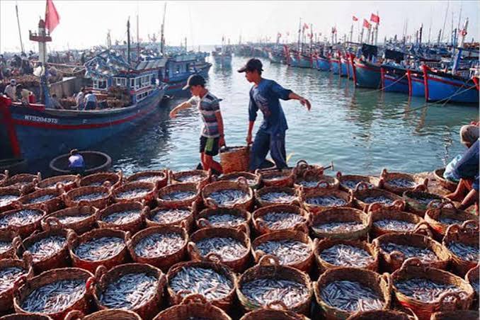 Bình Thuận: Sản lượng thủy sản khai thác ổn định trong 9 tháng năm 2024