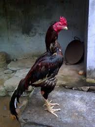 Harakiri alias bunuh diri ala motor. King Ghazi Indian Asil Bird Breeds Chicken Breeds Fancy Chickens