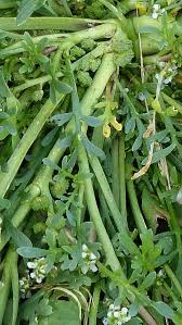 Image result for Coronopus