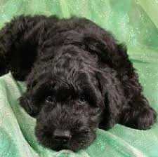 Specializing in therapy service dogs and loving family pets. 90 Schnoodles Ideas Schnoodle Puppies Dogs