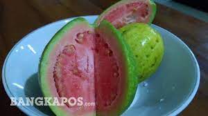 Jambu batu, atau dikenali juga sebagai guava merupakan sejenis tumbuhan yang berasal dari mexico atau amerika tengah. Anda Sedang Diet Coba Konsumsi Jambu Biji Sebagai Camilan Bangka Pos