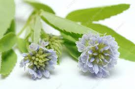 Image result for Trigonella