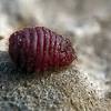 Typically these are found on opuntia species that are grown in the ground. 1