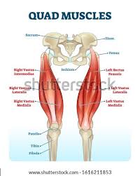 The muscular systems in vertebrates are controlled through the nervous system although some muscles. Shutterstock Puzzlepix