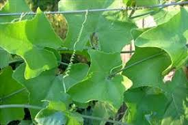 Image result for Coccinia