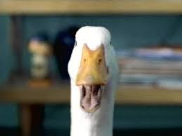 Image result for duck dinner funny