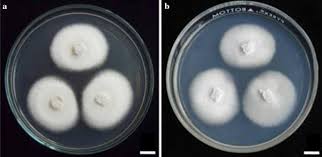 18 pieces of 60 minute manual dial kitchen timer. The Amazing Potential Of Fungi 50 Ways We Can Exploit Fungi Industrially Springerlink