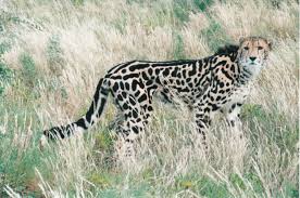 Image result for Normal Manes