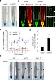 We did not find results for: Dna Damage Inhibits Root Growth By Enhancing Cytokinin Biosynthesis In Arabidopsis Thaliana Biorxiv