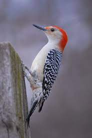 Birds Of Nj Figure Out What S In Your Backyard Nj Family Backyard Birds Birds Common Birds