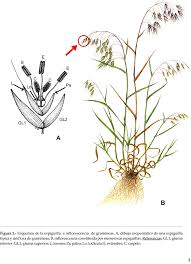 Image result for Eccoptocarpha obconiciventris