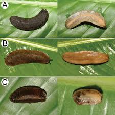 Image result for Isoglossa vulcanicola