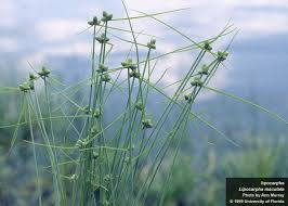 Image result for Lipocarpha rehmannii