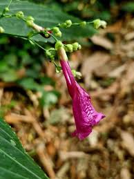 Image result for Strobilanthes hamiltoniana