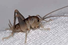 Camel crickets are totally harmless so you needn't worry about that. Camel Cricket Ceuthophilus Californianus Bugguide Net