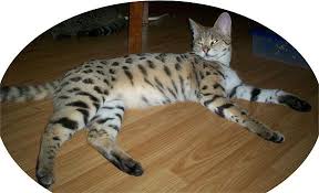 Bengal kittens, savannah kittens, serval kittens and cracal kittens in our large breeding program, all of our kittens. Savannah Cat Breeders Savannah Cats Bengal Cats For Sale