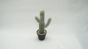 It look fine in a cold greenhouse and frame or outdoor in a rockery. Primrue Cereus Cactus Faux Plant In Pot Reviews Wayfair