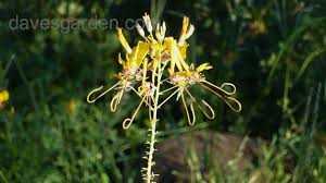 Image result for Cleome angustifolia