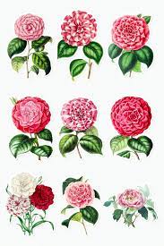 Download Premium Illustration Of Hand Drawn Camellia Flower Sticker With A Camellia Flower Flower Designs Camellia