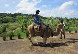 Join these four riders thru outback australia who want to tick off places on their bucket list. Bucket List Adventures A Camel Ride In The Caribbean Island Vignettes
