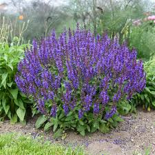 Image result for Salvia