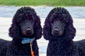 All poodles bred by tiara are chic certified; Standard Poodle Adoption Lovetoknow