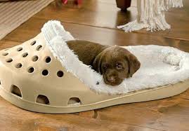 Giant Shoes Bed Is Here For Dogs Who Just Love Slippers Dog Bed Crocs Unique Dog Beds