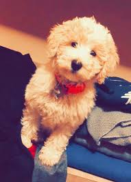 Goldendoodle puppies are a mixed breed between a golden retriever and a poodle, with a list of admirable traits. Standard And Mini Goldendoodle Puppies For Sale Poodles 2 Doodles