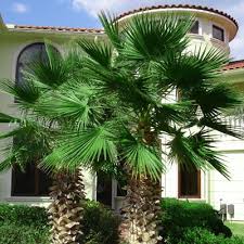 Check spelling or type a new query. Mexican Fan Palm For Sale In Houston Cold Hardy Palm Trees Mexican Fan Palm Florida Palm Trees Mexican Palm Tree