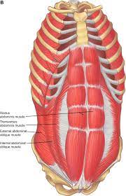 External, internal and innermost intercostals. The Anatomy Of The Ribs And The Sternum And Their Relationship To Chest Wall Structure And Function Sciencedirect