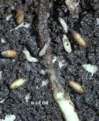 Determine what the critter is here and find the treatment here. Cabbage Maggots Cooperative Extension Insect Pests Ticks And Plant Diseases University Of Maine Cooperative Extension