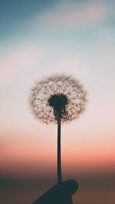  Beautiful Dandelion Iphone Wallpaper Beautiful Wallpapers Backgrounds Beautiful Wallpapers Aesthetic Wallpapers