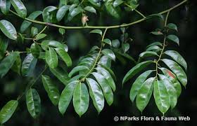 Image result for Artabotrys