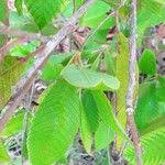 Image result for Tetracera boiviniana