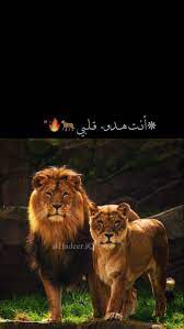 pin by hadeer iq on lion اسد lion art cute couple videos friend photoshoot