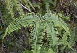 Image result for Gleicheniaceae