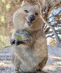 I Found This On Instagram And It Just Made Me Smile This Is A Quoka He Hopes You Have A Great Day Cute Animals Quokka Animal Happy Animals