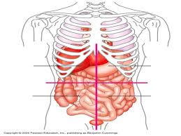 What is a quadrant on a graph? Human Physiology And Anatomy Ppt Download