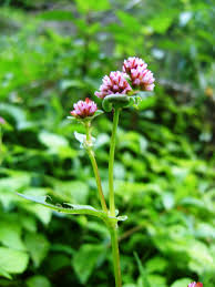 Image result for Persicaria nepalensis