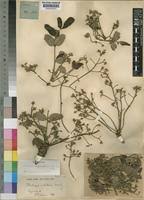 Image result for Ekebergia benguelensis