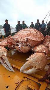 GiantSeaCreatures #FishingDiscoveries #fiahing #monster #ocean | TikTok